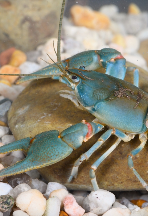 Bright blue crustacean, a Big Sandy crayfish