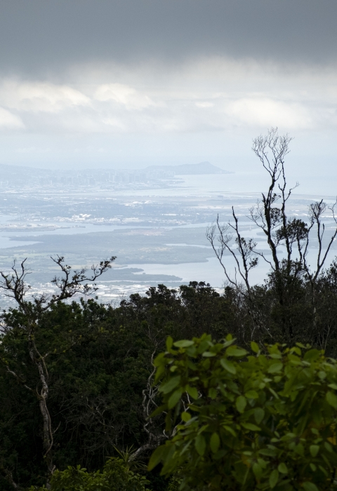 A scenic view of the Oʻahu coastline. Trees from the mountain top sit at the forefront and in the distance sits Diamond Head on a cloudy day. 