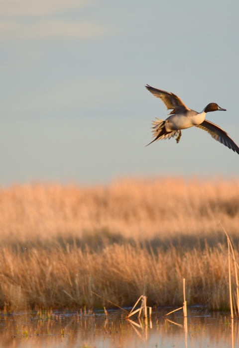 Northern pintail in flight above a wetland