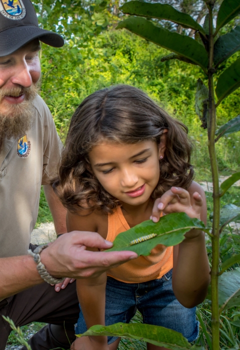 A U.S. Fish and Wildlife Service employee points out a monarch caterpillar on a milkweed plant to a girl