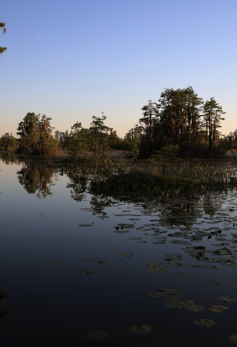 Okefenokee Swamp is quiet at sunset.