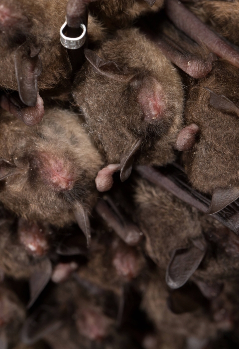 cluster of bats