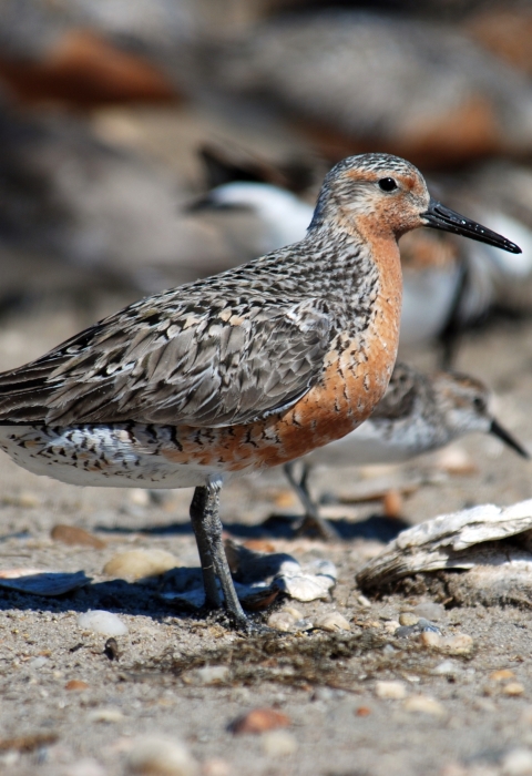 A red knot stands still on a pebbly beach. The bird has mottled feathers on its wings and back, and a reddish-orange breast.