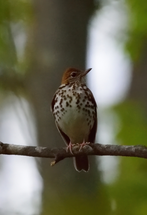 Wood thrush perched on branch of dusk. Lapeer, MI