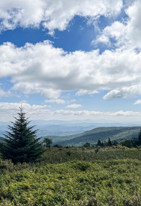Rolling mountains with conifer trees and a partly cloudy sky