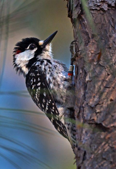 A red-cockaded woodpecker standing on a tree trunk.