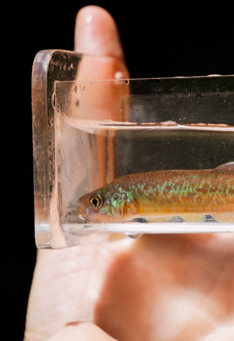 Viewing box held in hand with colorful fish inside