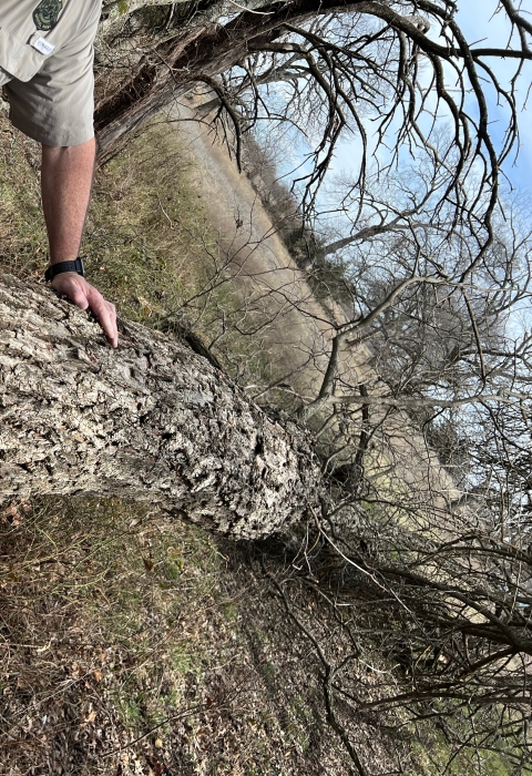 Destroyed bald eagle nest