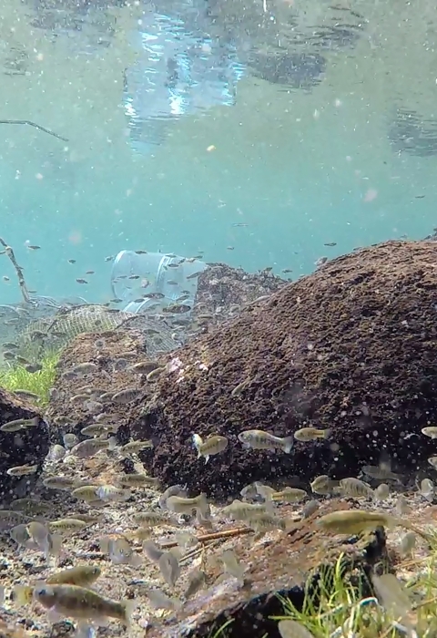 An underwater image of small silver fish swimming near brown lava rocks above a sandy and grassy river bottom.