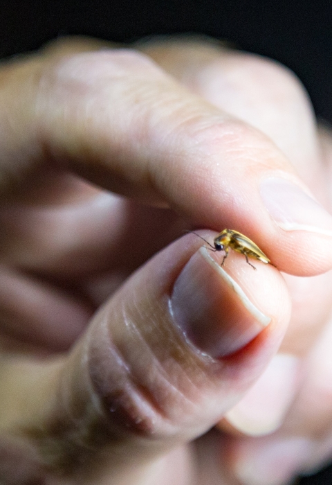 A small firefly held between someone's thumb and index finger