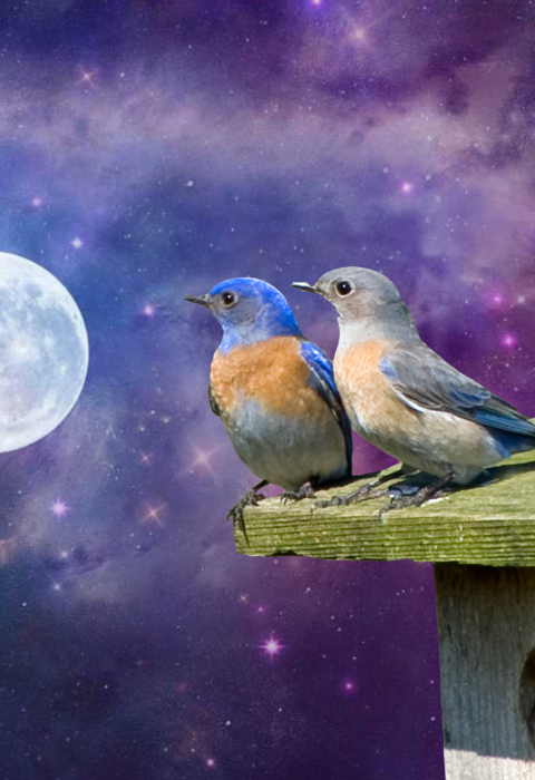 photo art of bluebirds looking at a full moon with a galaxy in the background