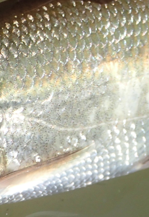 Silvery fish with gold top in water with fingers showing at the top