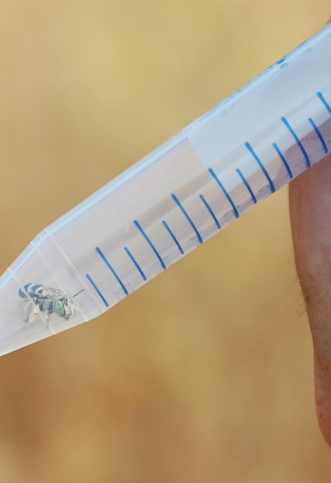A small tube held by a hand with a tiny bee in it.