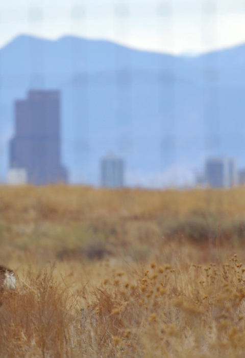 A deer standing in an open field. There are mountains in the background and a city skyline.