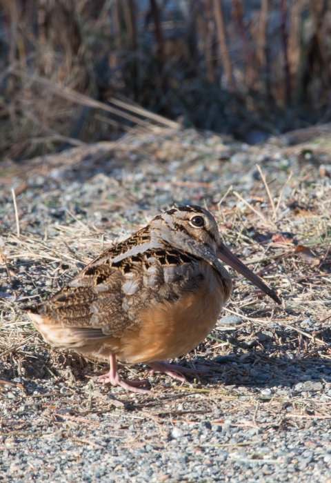 American woodcock