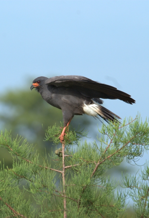 A male Everglade snail kite perches on the top of a pine tree. The bird has dark grey feathers, yellow feet, a sharp/curved beak, and a white patch above its tail feathers. Its wings are slightly open as it stretches.