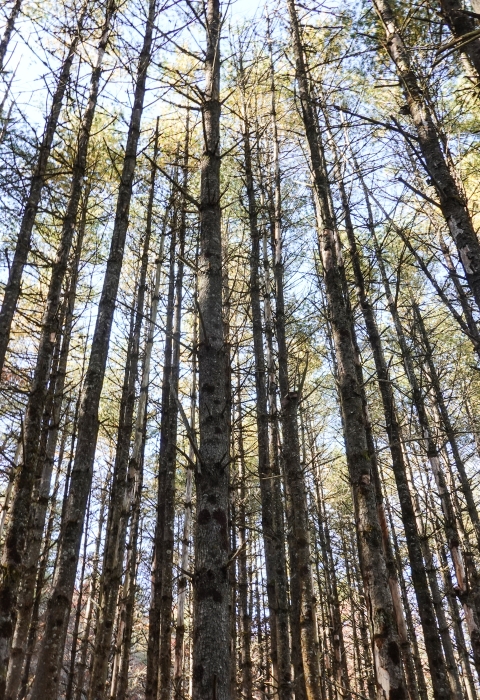 Numerous tree trunks