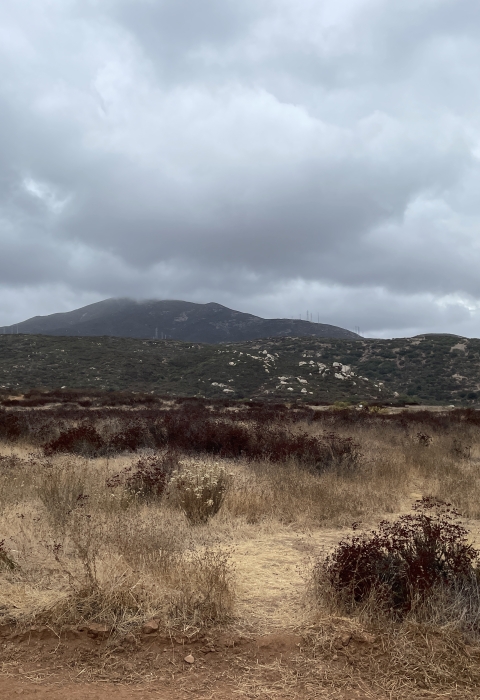 Coastal sage scrub habitat with hills in the background and large, grey clouds in the sky.