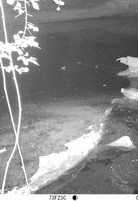 Using a game camera, Patrick Delisle, a graduate student at the University of Southern Mississippi, captures an image of an alligator snapping turtle climbing over a log to get to the other side April, 23, 2023, at the Theodore Rosevelt National Wildlife Refuge Complex. (U.S. Fish and Wildlife Photo by Grad Student Patrick Delisle)