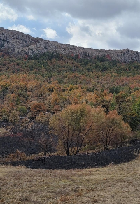 A mountain in the background, while the foreground shows a fall forest changing color and black burned areas near the edge