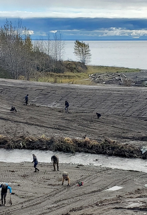 a culvert with people planting vegetation around it and the ocean in the background