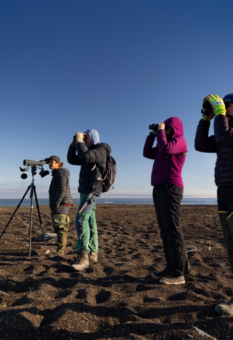Birders looking at Arctic seabirds