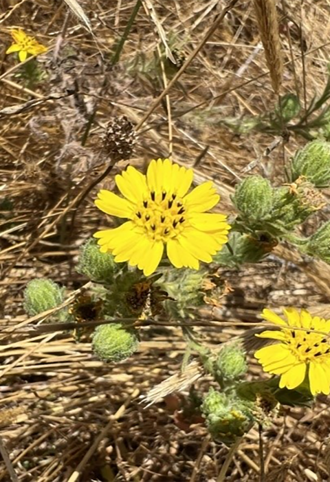 Small yellow flowers resembling sunflowers and green buds among dry grass vegetation. / Foto de una planta baja con flores amarilla entre vegetación seca. Crédito: Kristie Scarazzo/USFWS.