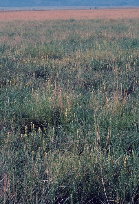 Blooming yellow bract flowers spreads out in a field on a sunny day.