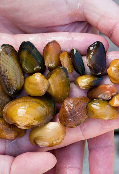 A variety of mussels in the hand of biologist