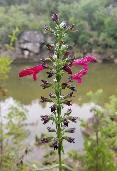 A green flowering stem with alternating flower buds and three pink-lobed flowers near the top grows near a brown, still stream.