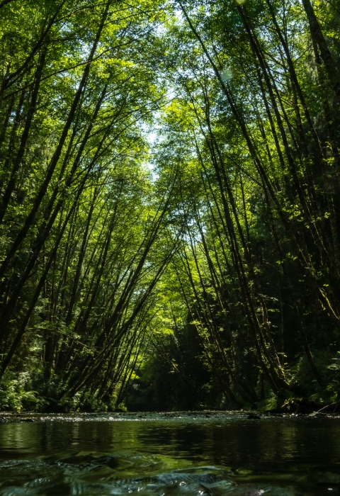 Trees arch over a river from both shores.
