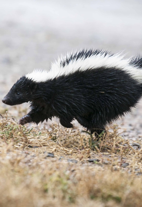 A striped skunk is shown in a side profile as it prances through dry, golden grass. Its black fur stands out against the white stripes running from its head to its fluffy tail.