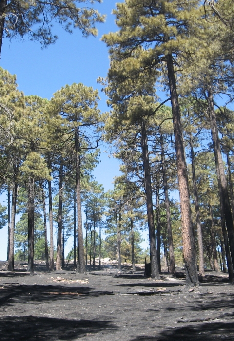 A forest after a fire showing scorched tree trunks and forest floor