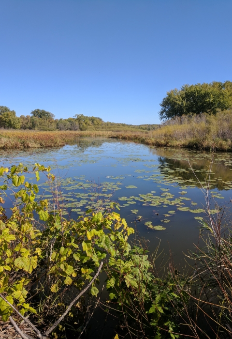 A wetland with lily pads and vegetation on and surrounding it.