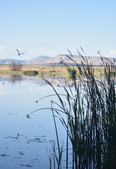 A river with aquatic grass int he foreground and mountains in the background.