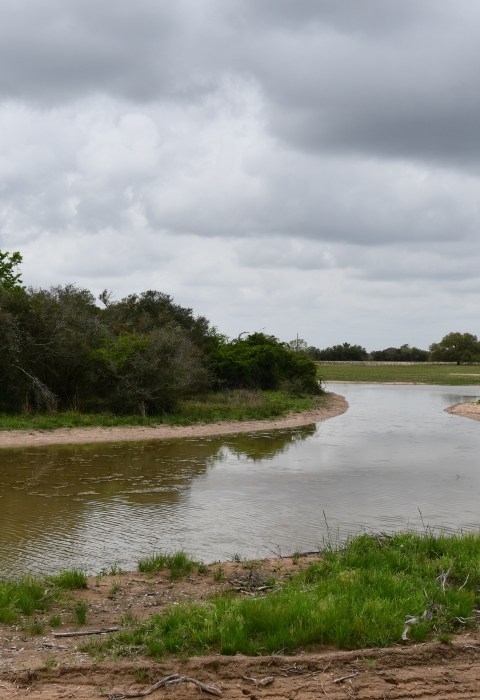 Constructed Wetland Texas Gulf Coast Prairie