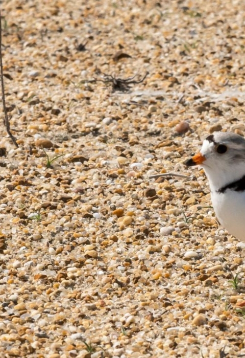 Piping plover standing on a sandy beach. Yellow flower in the background.