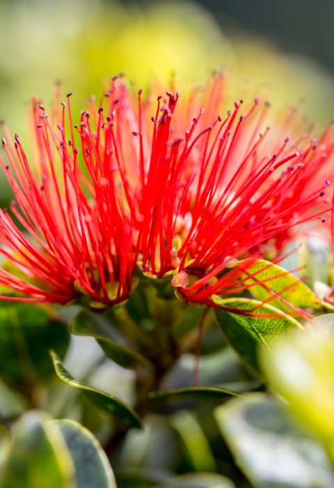 red ohia lehua flower