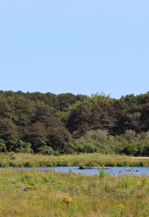 an open body of water surrounded by lush green plants with green trees and blue sky in the background