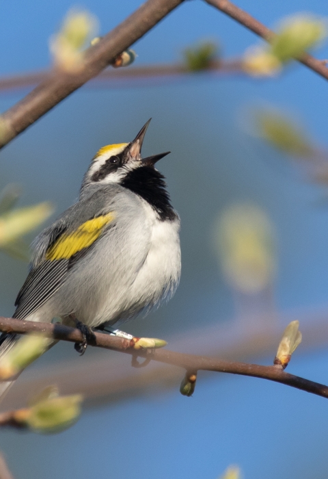 A golden-winged warbler singing from a tree branch