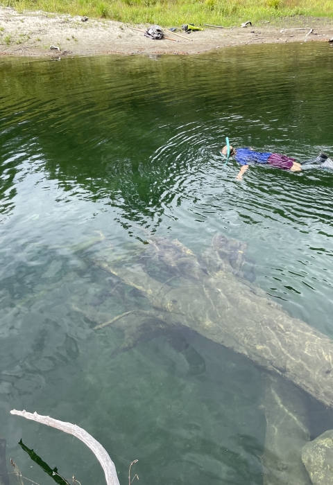 A person snorkels on the surface of a deep pool in the river floating near a large tree trunk.