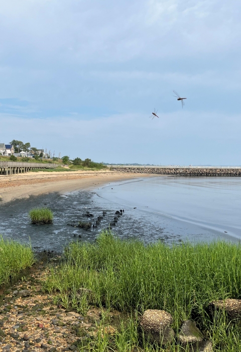 View of a shoreline with green grasses in the foreground and manmade boardwalks and a pier in the background.
