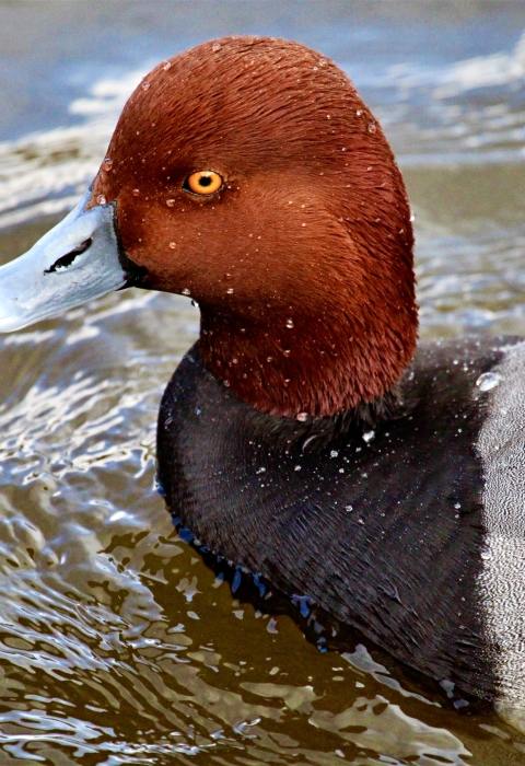 A male redhead duck sitting on choppy water