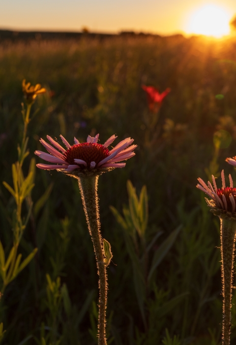 Narrow-leaved coneflower in front of a prairie sunset