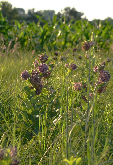Blooming pink flowers in front of a corn field with the sun setting. 
