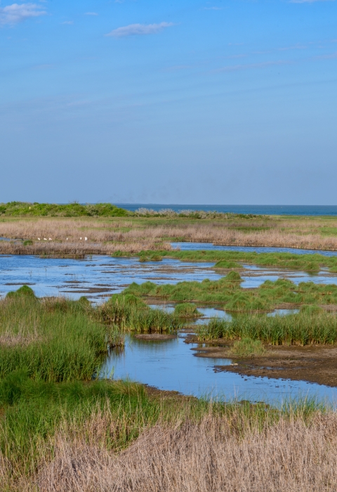 A wetland under blue skies with a diversity of vegetation