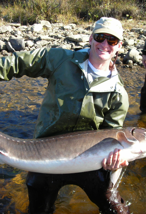 Biologist in waders holds a large adult sturgeon.