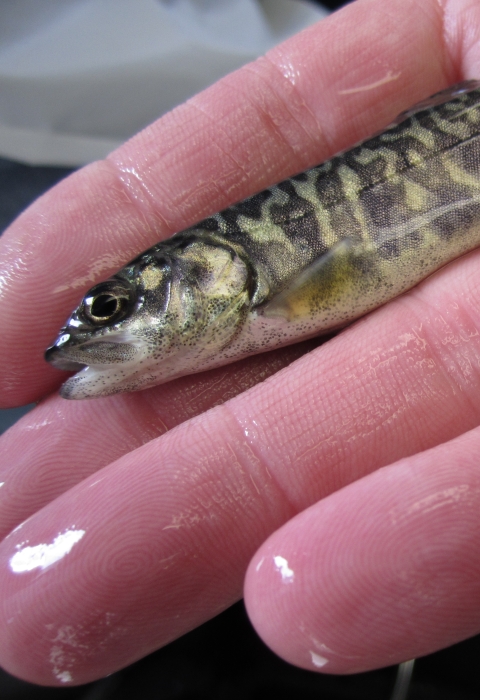 A juvenile lake trout lays in a hand.