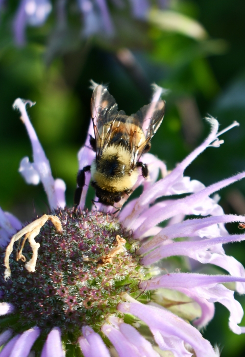 Rusty patched bumble bee on wild bergamot