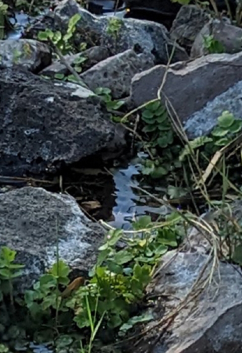 Several wet rocks found in a wet springs with leaves, twigs, and grasses